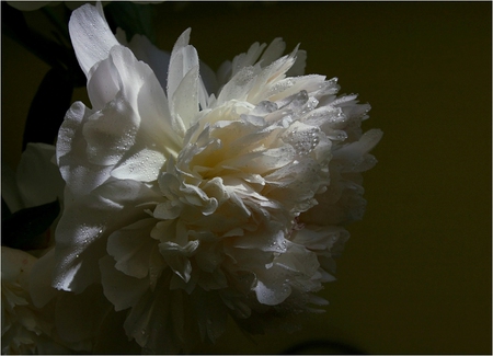 Peony - white, art photo, beautiful, peony, still life