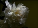 Peony