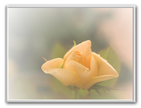 Morning Rose - art photo, garden rose, beautiful, morning lightining, beige