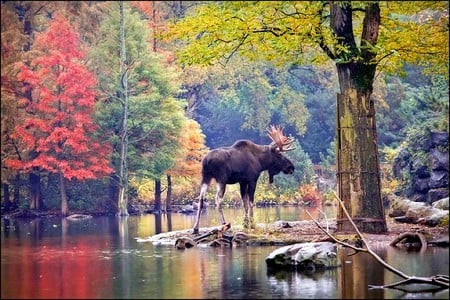 Moose in Forest - picture, moose, forest, beautiful, colors