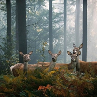 Deer in Forest