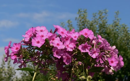 Phlox - pink, beautiful, flowers, phlox, nature