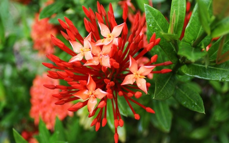 Red Flower - red, beautiful, flowers, nature, green