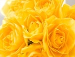 Yellow Roses