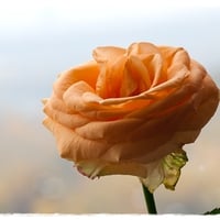 Orange Rose for mememe1