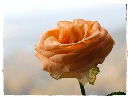 Orange Rose for mememe1 - alone, art photo, garden rose, beautiful, orange