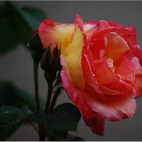 Noch eine Gartenrose fuer Jeri
