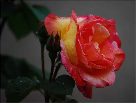 Noch eine Gartenrose fuer Jeri - red, art photo, garten rose, beautiful, yellow