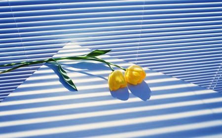 Yellow_Flower - tulips, still life, white, nature, yellow, pretty, blue, green, flowers, flower