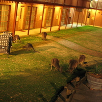 Granpians Kangaroos @ B&B