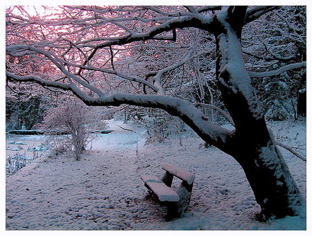 Winter view - river, winter, pink sky, cold, snow, bench, tree