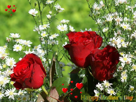 3 roses - garden, red, flower, rose