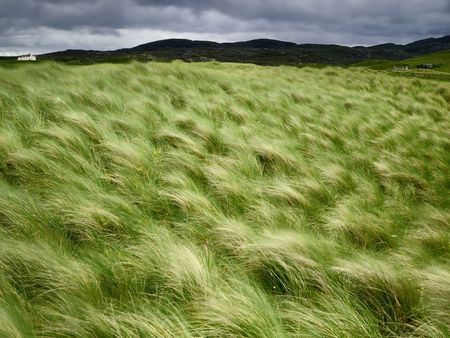 Beach grass Scotland - nature, field, hay, scotland