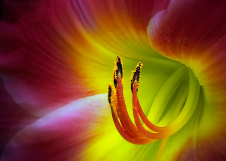 Lily - inside, yellow, green, stamen, red purple, close up, lily