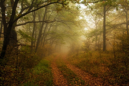 Forest - trees, photogrpahy, path, road, bulgaria, mist, nature, forest, leaves, green, fog, lihgt, photo