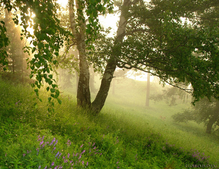 Summer Tree - forest, photogrpahy, photo, leaves, sun, light, field, tree, nature, bulgaria, green