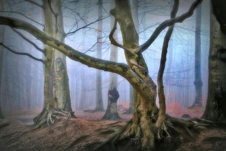 Mistycal Forest - trees, fog, blue, beautiful, photography, forest, photo, tree, fall, nature, autumn, cold, bulgaria