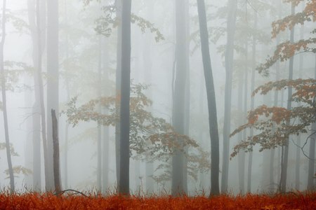 Foggy Forest - trees, fog, foggy, photo, leaves, fall, photogrpahy, nature, forrest, autumn, mist, bulgaria