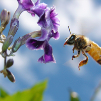 Flower-bee