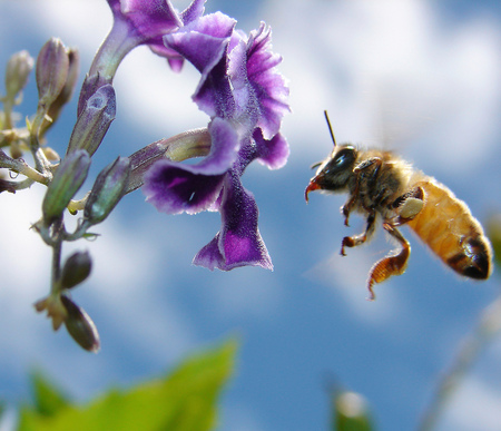 Flower-bee - sky, flower, bee, nayure