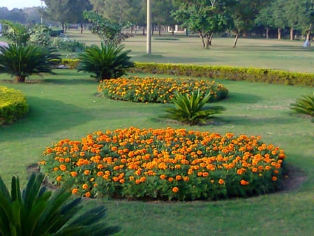 Bed of flowers - nature, flowers, bed of