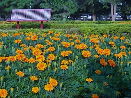 Bed of flowers - flowers, nature, bed of