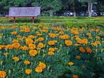 Bed of flowers