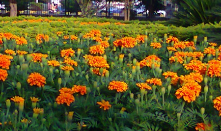 gareden - nature, flowers, garden