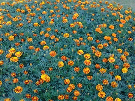 Bed of flowers - flowers, nature, bed of