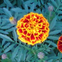 Fire in flower