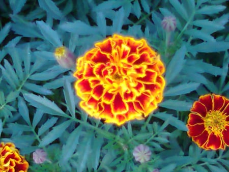 Fire in flower - flowers, flower, fire in, nature