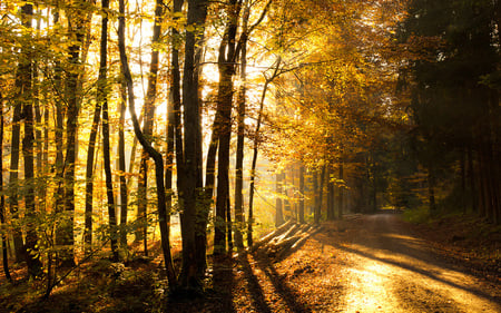 Sunlight - autumn, landscape, sun, light, road, nature, amazing, forest, beautiful