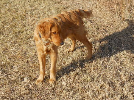 Jazz is growing - companion, jazz, puppy, golden retriever, friend