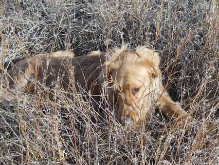 Jazz thinks he's a lion - jazz, lion, grass, golden retriever