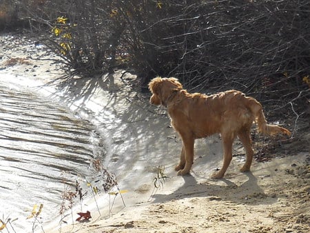 Ready, Set Go! - wet, swim, jazz, golden retriever