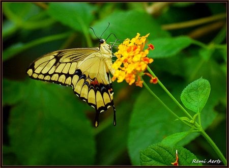 Butterfly - flower, art photo, brown, butterfly, beautiful, yellow, green