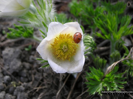 Pulsatilla with Ladybug - pulsatilla, ladybug, art photo, nice, flower