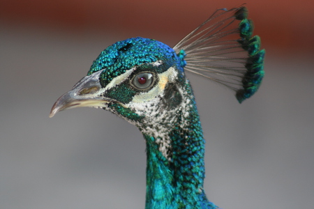 Beautiful peacock - panama, peacock, blue, beautiful