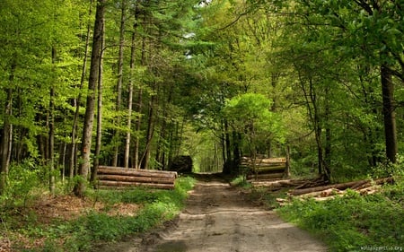 Forest - nature, beauty, green, forest