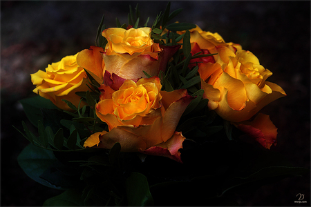 Roses for Kent One - roses, beautiful, art photo, orange, bouquet