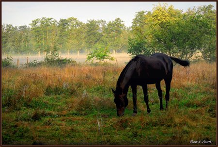 Horse for dolphin41 - horse, art photo, tress, brown, black, beautiful, field, grass