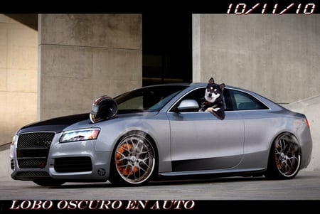 Lobo en auto! - lobo, cars, furry, wolf