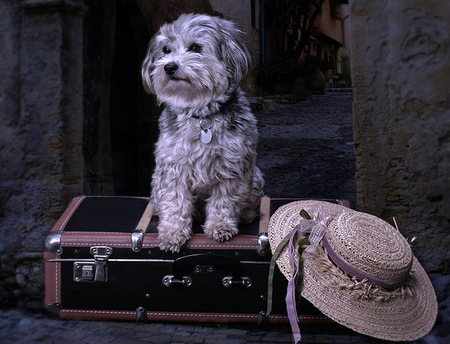 Ready to go - waiting, womans hat, dog, sitting on suitcase, terrier