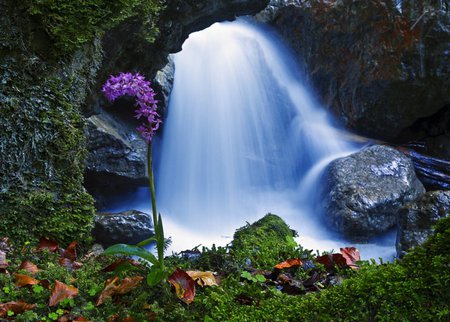 Water Story - nice, photography, water, waterfall, lovely, nature, forest, blue, beautiful, green, rock, flower