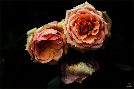 Roses for Lamamake - art photo, roses, beautiful, orange, yellow, still life, two