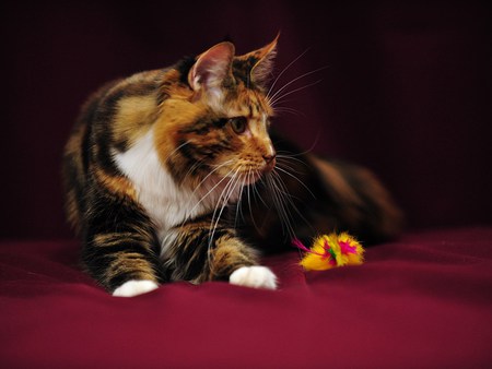 Cat for Carmen - art photo, fullcolours, nice, cat, sitting