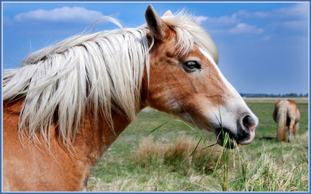 the horse - horses, nature, sky, animals, grass