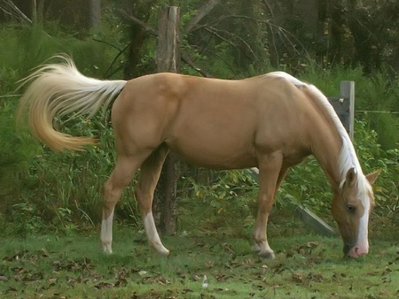 the free horse - grass, trees, horses, animals