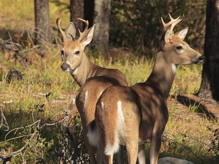 deers in the woods - trees, nature, deer, grass, animals, woods