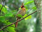 birb in the tree